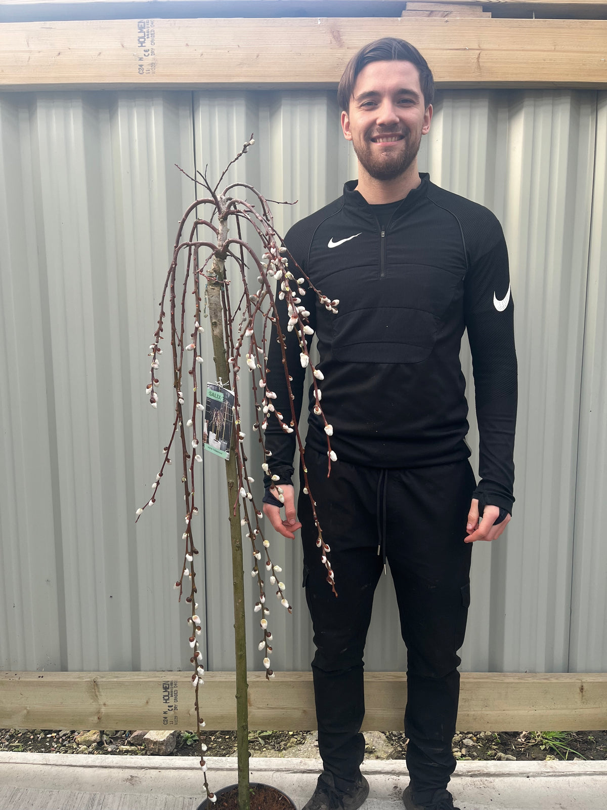 A man in black sportswear stands outdoors beside a Salix &#39;Kilmarnock&#39; Weeping Willow Standard (120-150cm), showcased as a charming garden display in front of a corrugated metal fence.