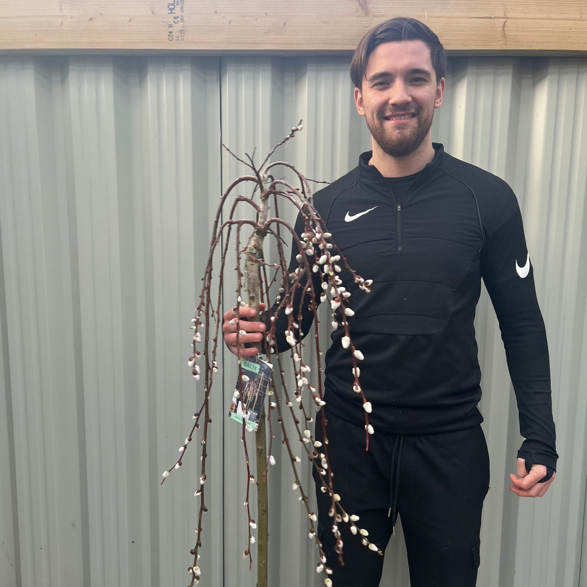 A smiling man in a black tracksuit stands before a corrugated metal wall, holding a young Salix &#39;Kilmarnock&#39; Weeping Willow Standard (120-150cm) with fresh catkins—perfect to brighten up any garden display.
