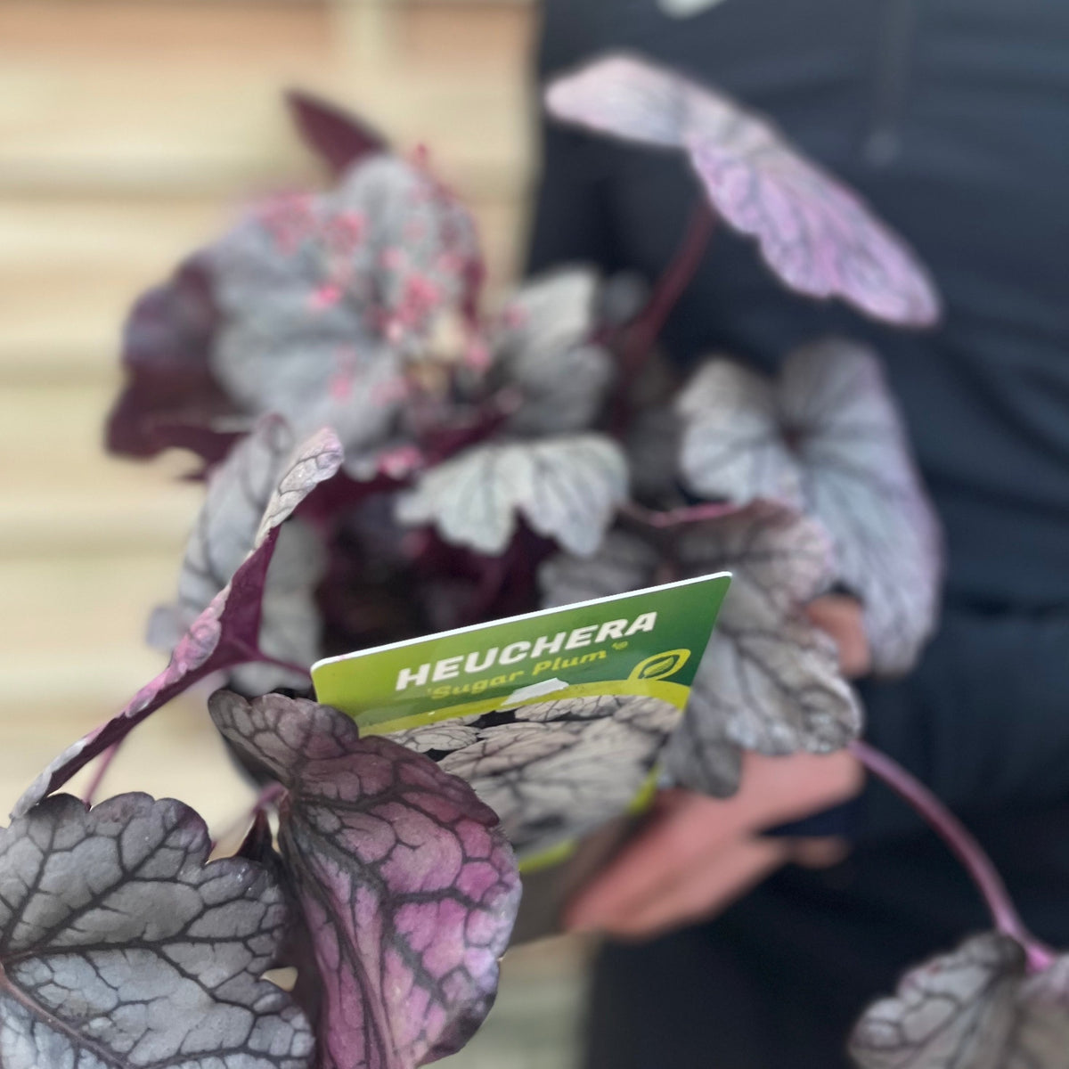 A person in a dark shirt holds a Heuchera &#39;Sugar Plum&#39; 2L, a perennial with striking purple and silver-veined leaves. A green plant label stands among the vibrant foliage, while the softly blurred background highlights the display.