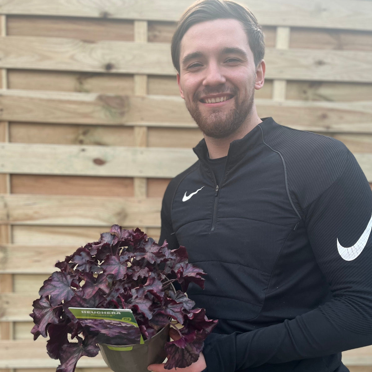 Heuchera &#39;Mulberry&#39; 2L