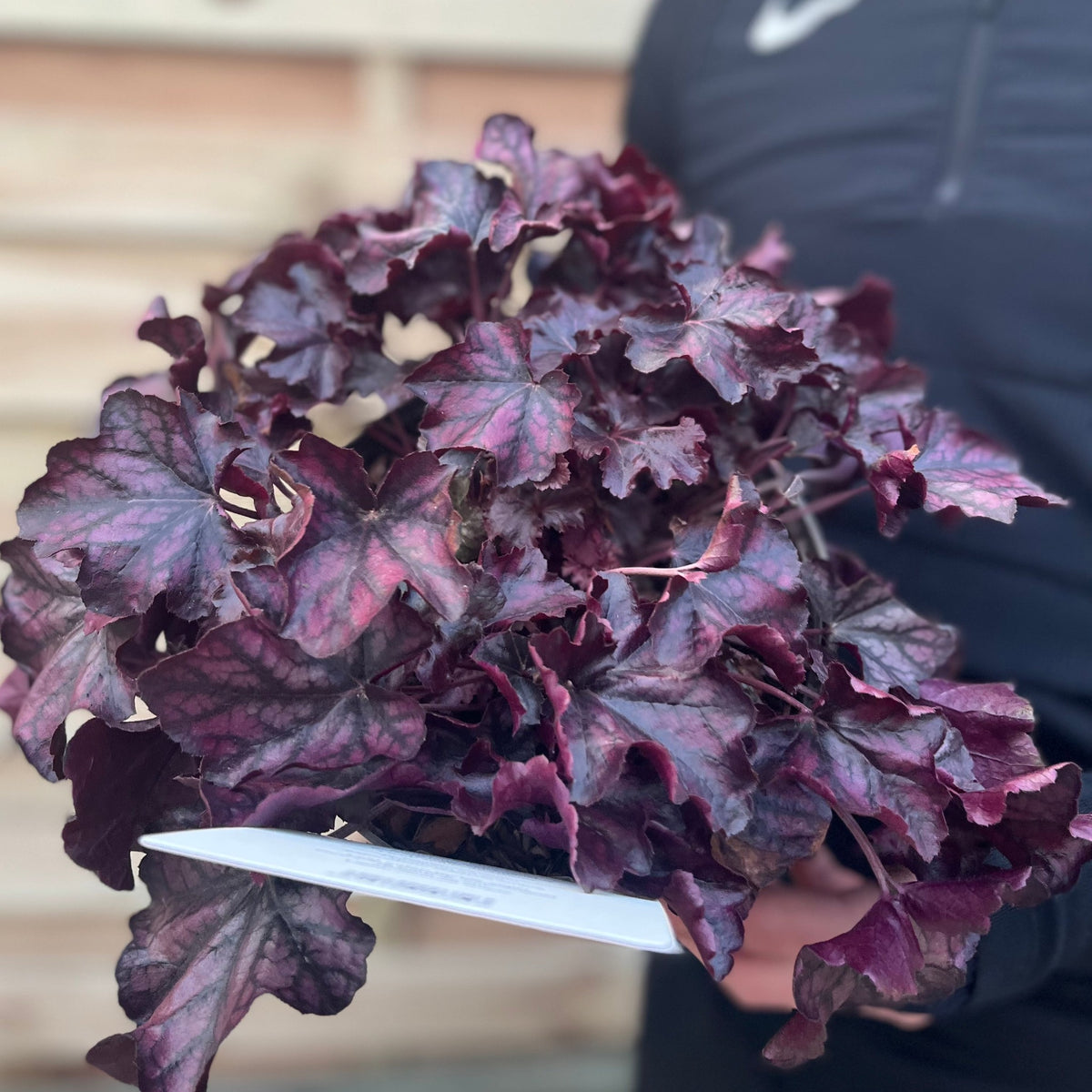 Heuchera &#39;Mulberry&#39; 2L