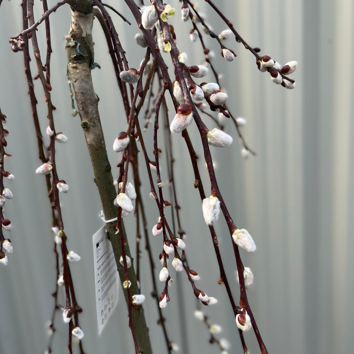 Close-up of Salix &#39;Kilmarnock&#39; Weeping Willow Standard (120-150cm) featuring slender, reddish-brown branches with soft white catkins—perfect for garden displays—set against a blurred gray background. Plant tag visible on the trunk.