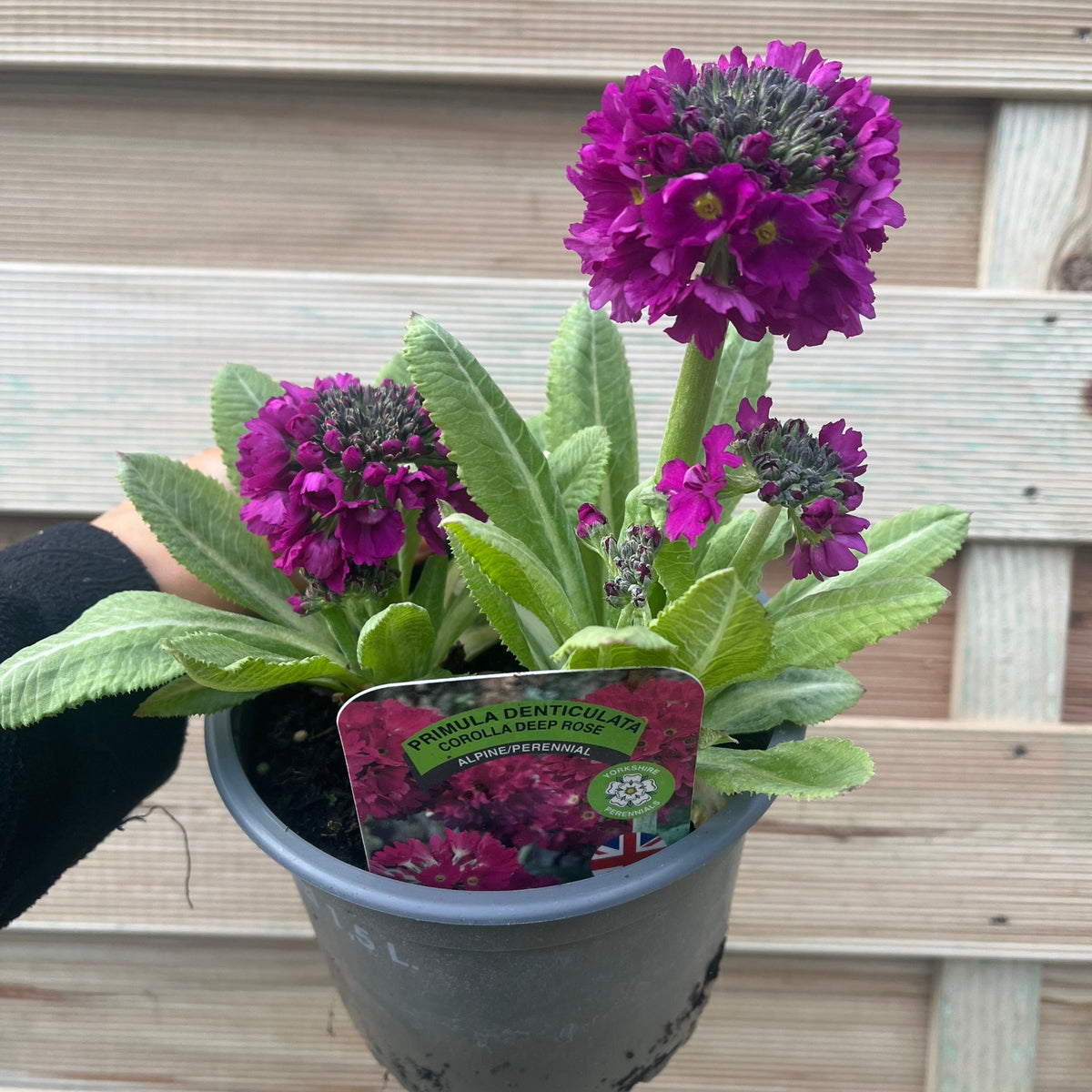 Primula Denticulata Lilac 9cm