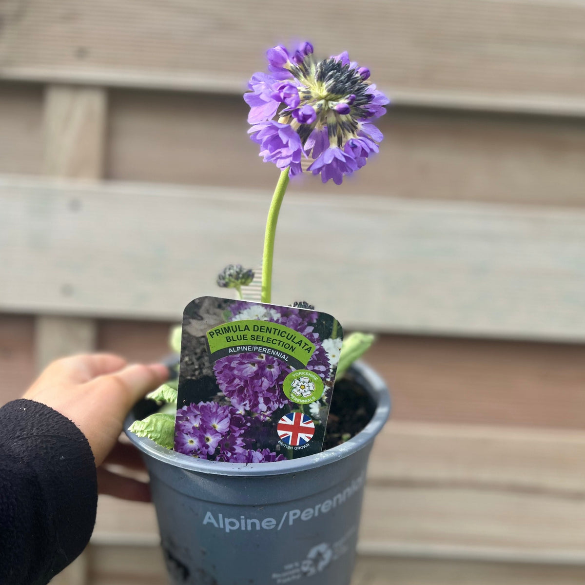 A hand displays a 9cm/1.5L Primula denticulata Lilac (Drumstick Primrose) pot with label and care tag featuring a British flag. A wooden fence is in the background—an ideal perennial for your garden.