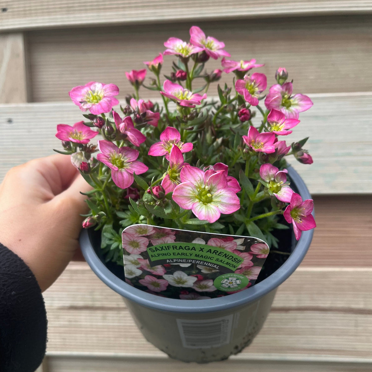 A hand holds a 1.5L pot of Saxifraga x Arendsii &#39;Early Magic Salmon&#39;, an evergreen perennial with pink and white blooms. The plant label is visible, and a wooden wall serves as the background.