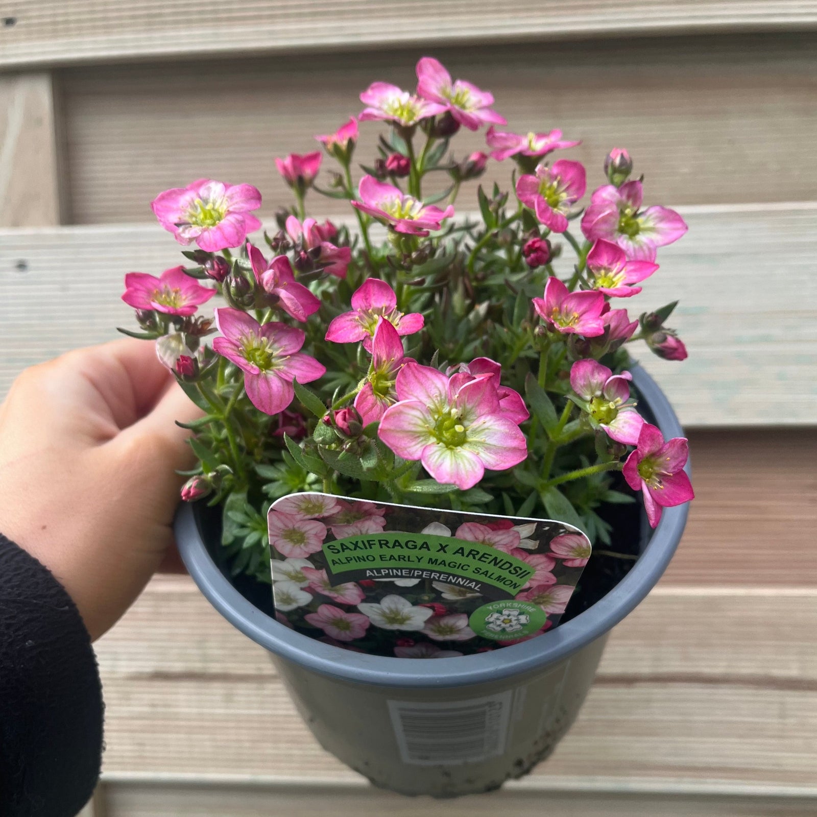 Saxifraga x Arendsii 'Early Magic Salmon' 1.5L features clusters of delicate pink and white blooms with yellow centers amid green foliage—an ideal evergreen perennial for your rockery plant collection.