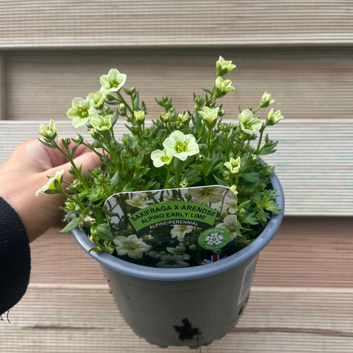 A hand holds a gray pot with Saxifraga x Arendsii &#39;Early Lime&#39; 1.5L, a low-maintenance alpine perennial with pale yellow-green flowers. A label names the plant. Wooden steps appear in the background.