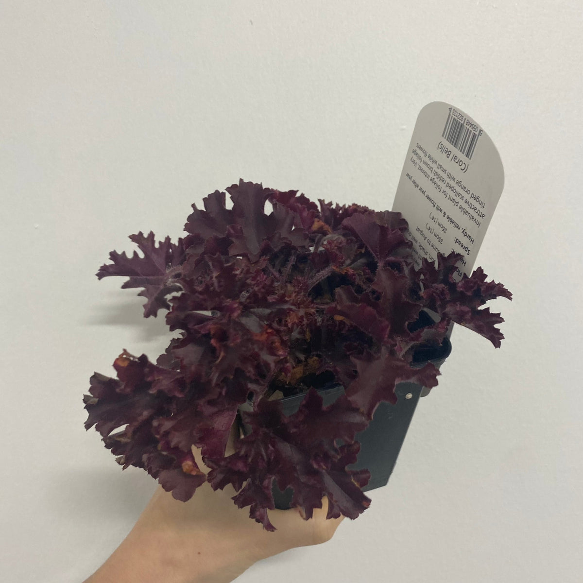 A hand holds a 9cm/2L pot of Heuchera &#39;Melting Fire,&#39; featuring dark reddish-purple foliage. A white plant tag with text and barcode is inserted in the pot, against a plain white background.