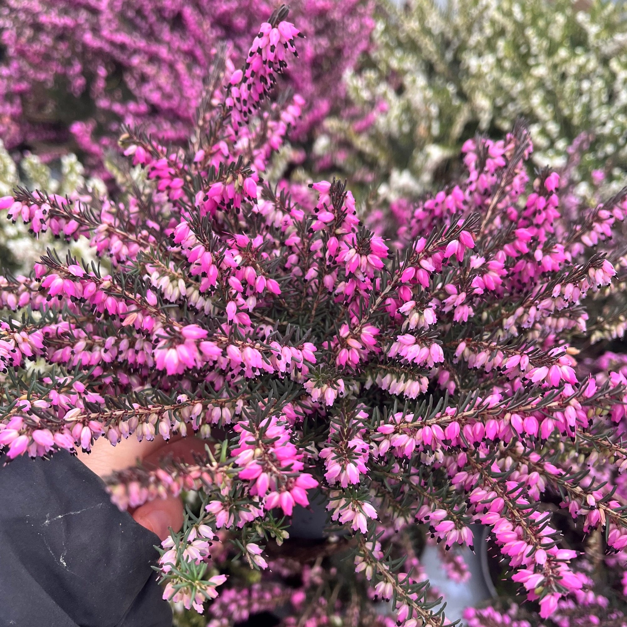 Erica Heather Pink (9cm Pot)