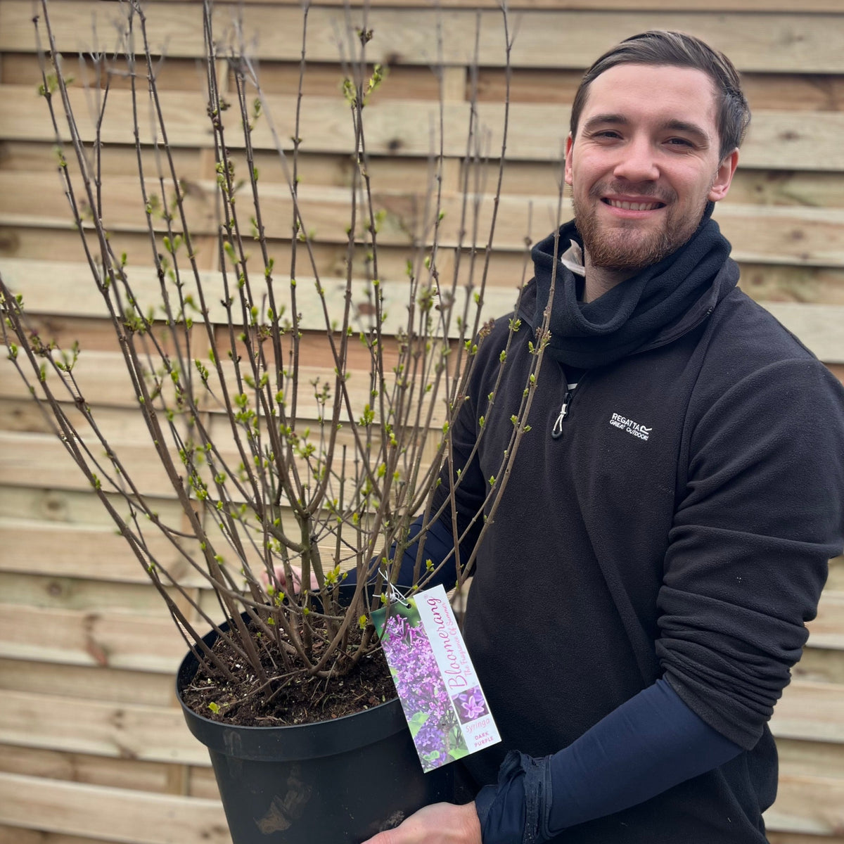 A smiling person in a black jacket holds a large potted Syringa Bloomerang Purple (Reblooming Lilac) 3L/7.5L with budding branches in front of a wooden fence. This plant is known for its vibrant purple reblooming flowers.