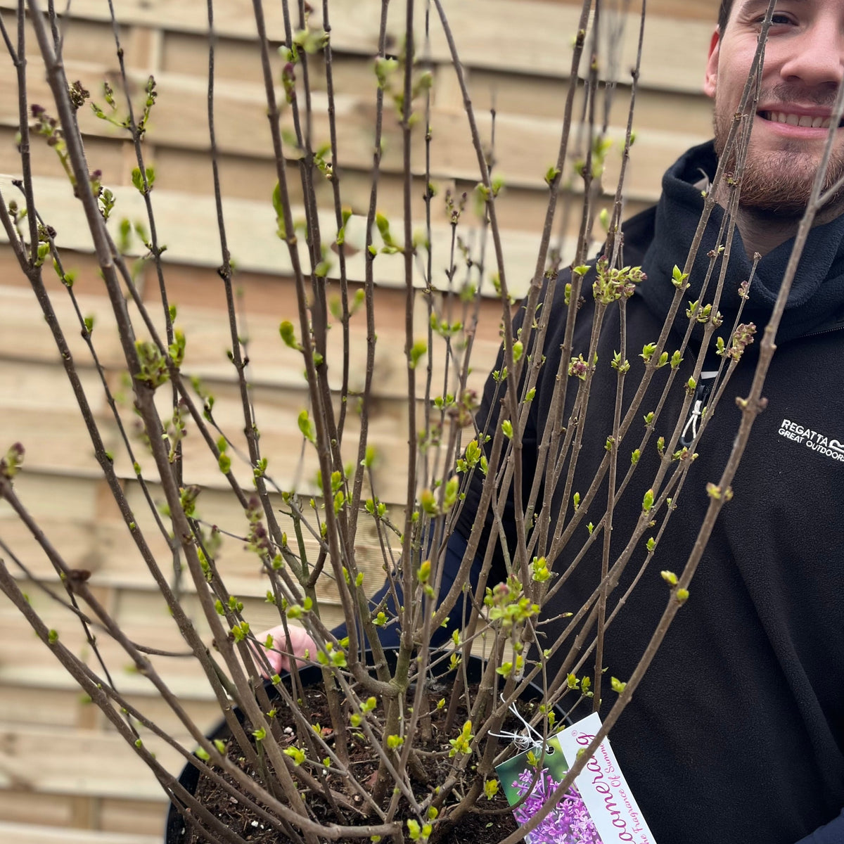 A person in a dark jacket holds a Syringa Bloomerang Purple (Reblooming Lilac) 3L/7.5L, showing many thin branches and green buds, while standing in front of a wooden fence. Only part of their face is visible.