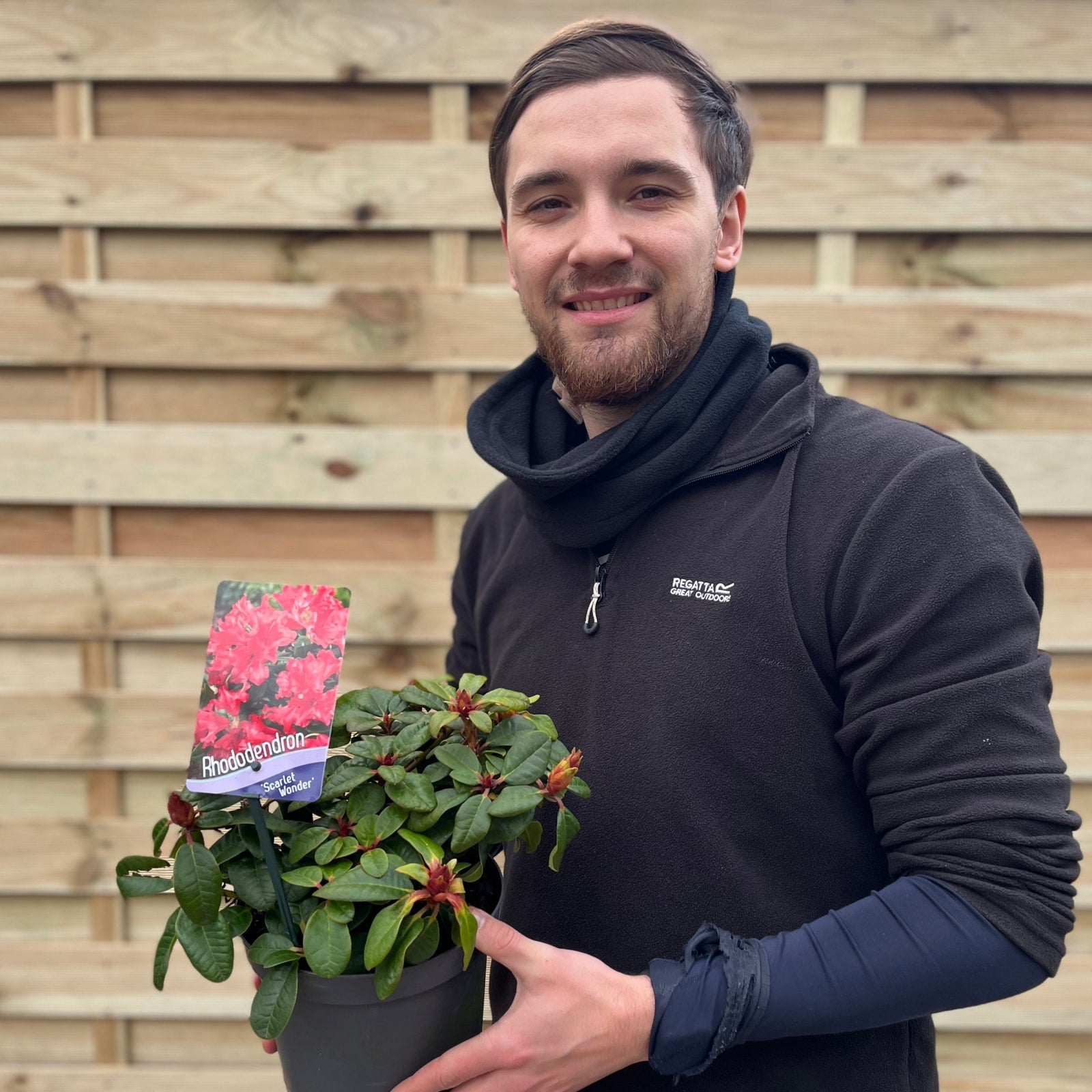 A cluster of red blooms brightens the hardy evergreen Rhododendron 'Scarlet Wonder', a dwarf variety available in 1L or 2L pots, adding vibrant color to your landscape.