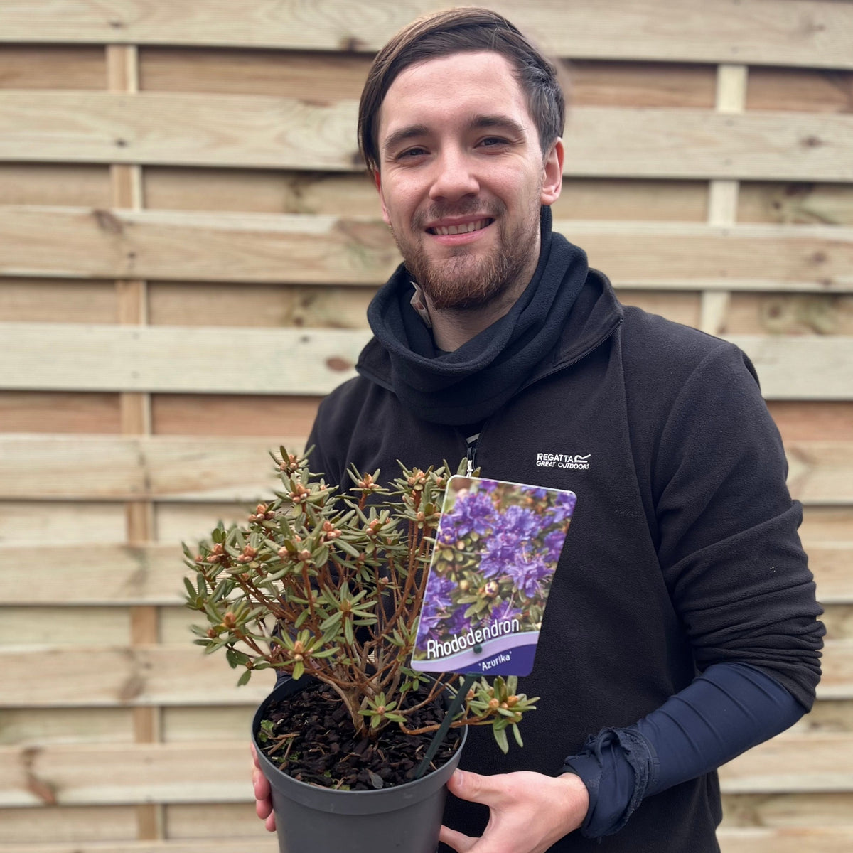 A smiling person holds a Rhododendron &#39;Azurika&#39; 2L with a purple flower tag, standing by a wooden fence—ideal as a compact garden plant.