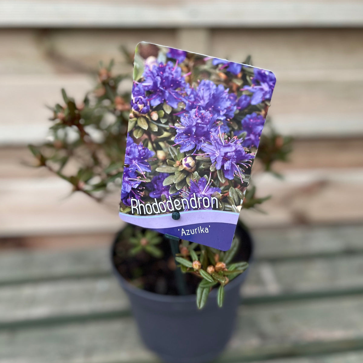 This compact potted dwarf evergreen, Rhododendron &#39;Azurika&#39; 2L, has green leaves and several buds. The label shows vivid purple flowers and the name, set against a wooden panel background.