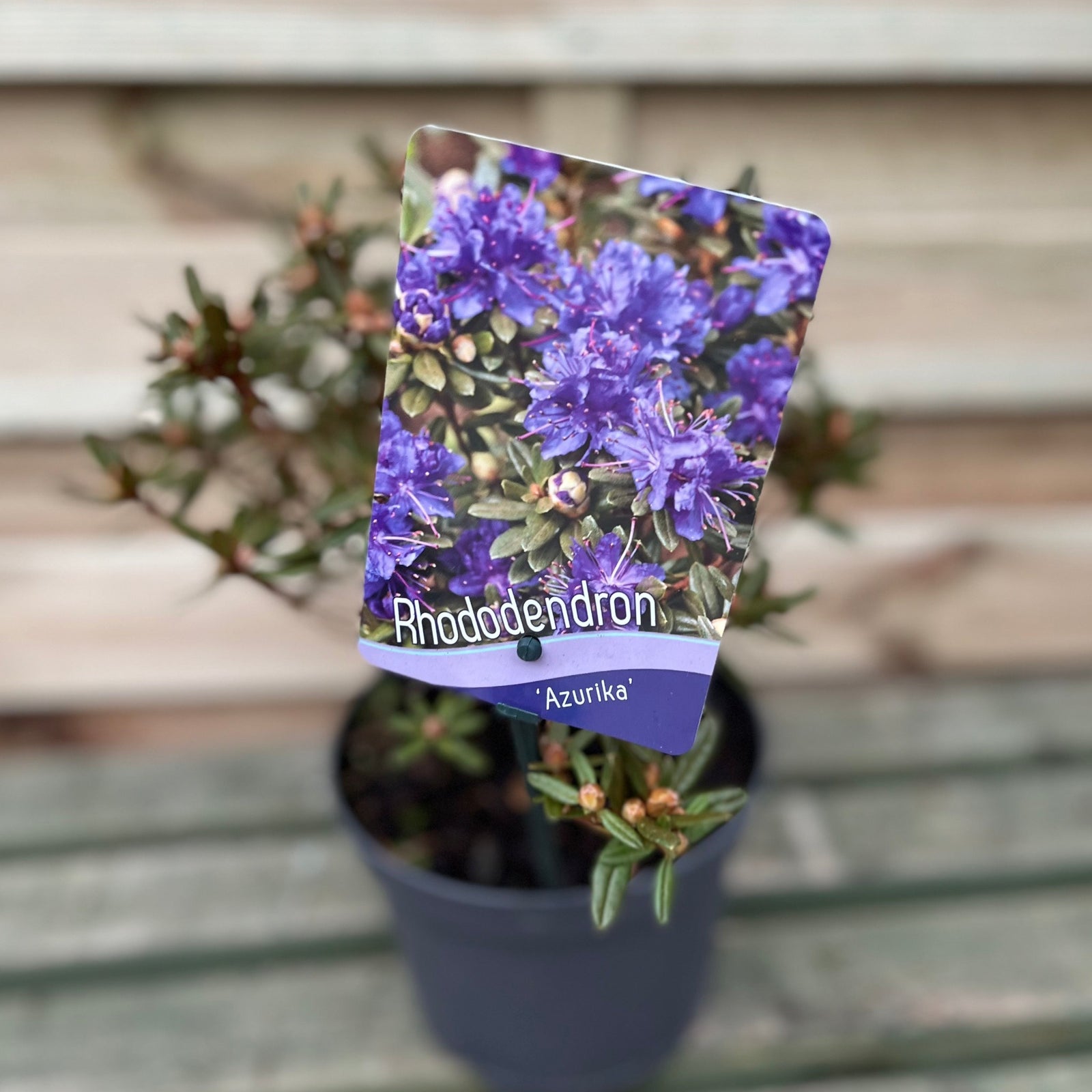 Rhododendron 'Azurika' 2L is a compact evergreen shrub featuring clusters of vibrant purple-pink, ruffled flowers with long stamens, set against lush green foliage. Ideal for bright garden spots.