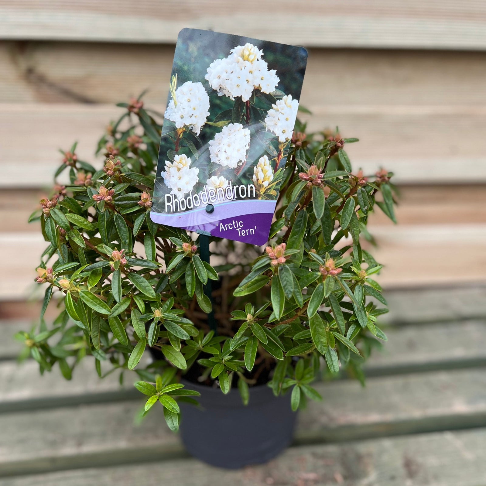 Rhododendron Dwarf White ‘Arctic Tern’ 2L displays large white, ruffled flowers with brown-tipped stamens and hardy evergreen leaves—traits seen in many RHS Award of Garden Merit varieties.