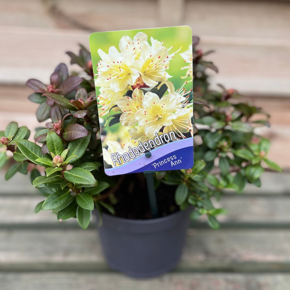 A Rhododendron &#39;Princess Ann&#39; | Dwarf Rhododendron 2L, with hardy evergreen leaves, sits on a wooden surface. Its label displays pale yellow blooms that complement the plant’s lush green foliage.