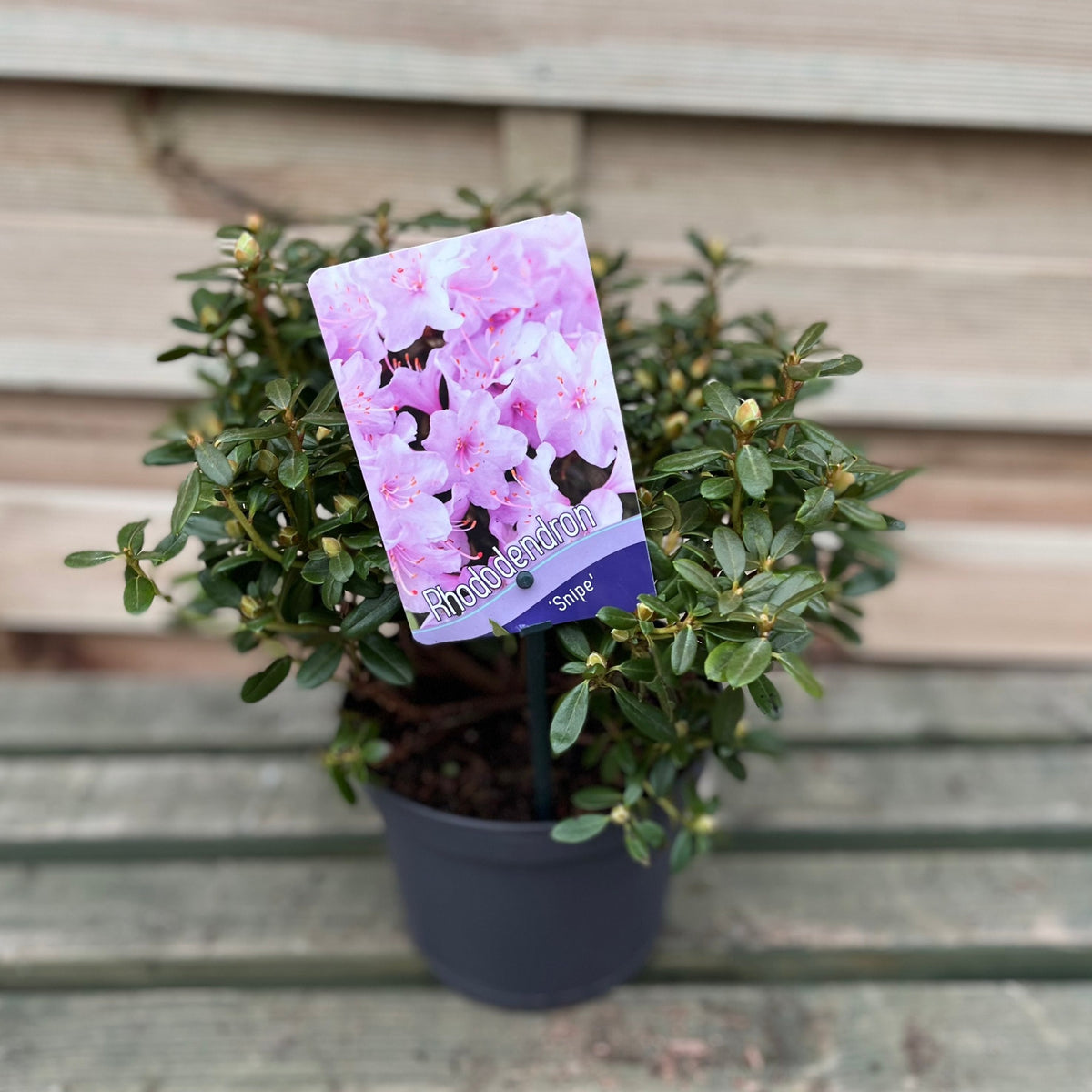 Dwarf Rhododendron &#39;Snipe&#39; 1L