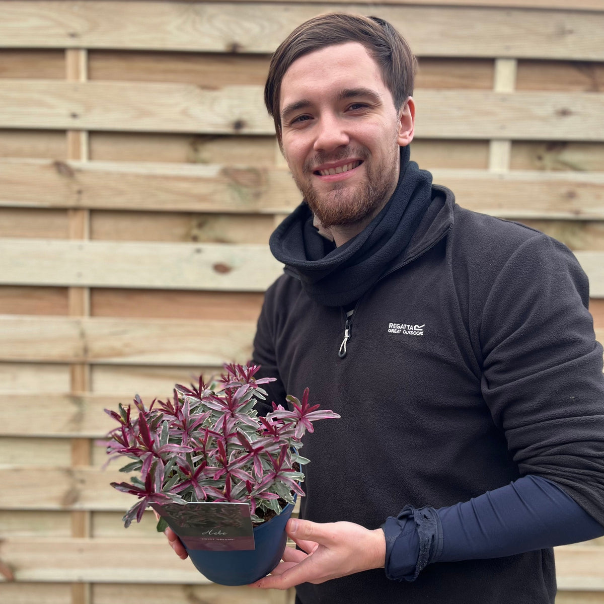 A smiling man in a black jacket and scarf stands before a wooden fence, holding a Hebe &#39;Sweet Dreams&#39; 2L potted plant with variegated green and purple leaves.
