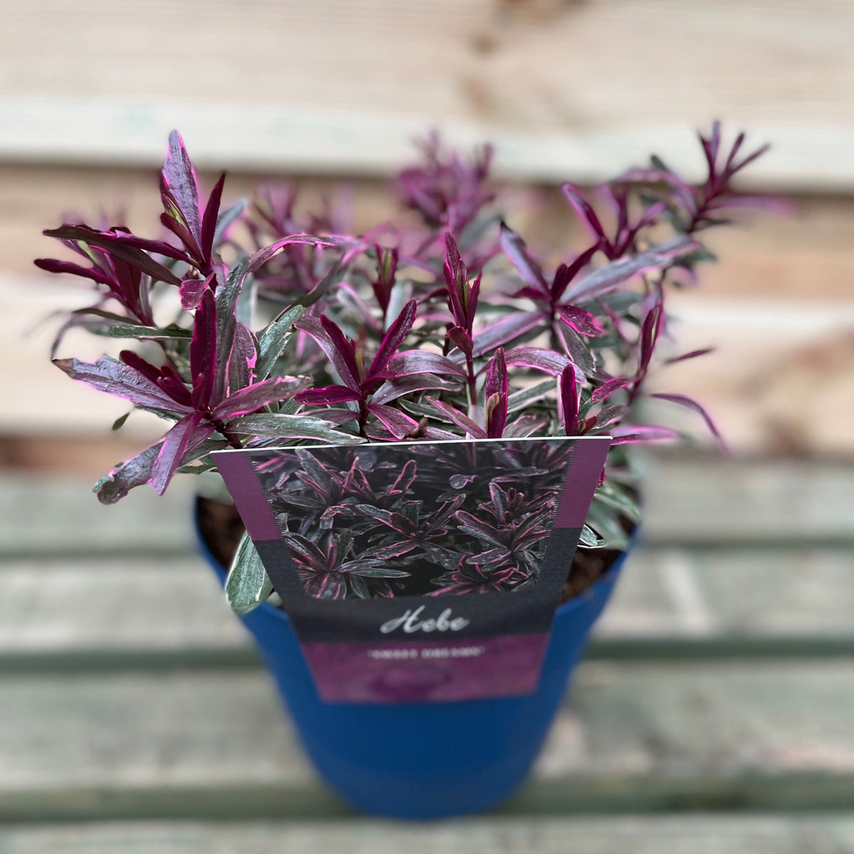 Hebe &#39;Sweet Dreams&#39; 2L is an evergreen shrub with attractive variegated leaves, perfect for pots and loved by butterflies.