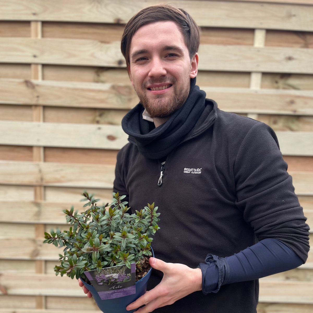 Hebe &#39;Garden Beauty Blue&#39; 2L