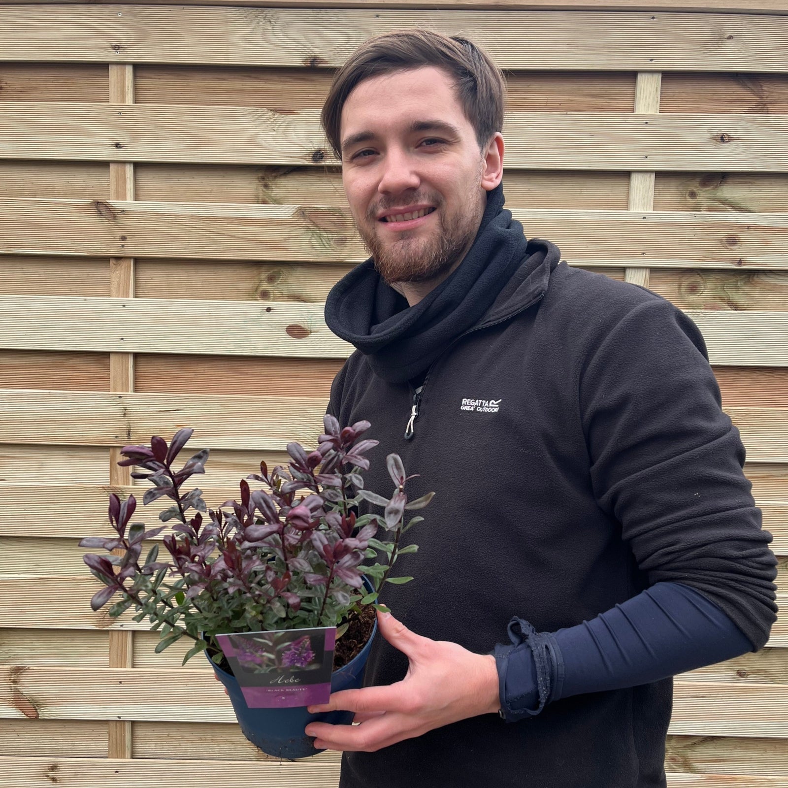 Close-up of Hebe 'Black Beauty' 2L, an evergreen shrub with elongated green leaves and clusters of small, vibrant purple flowers starting to bloom, set against a blurred green foliage background.