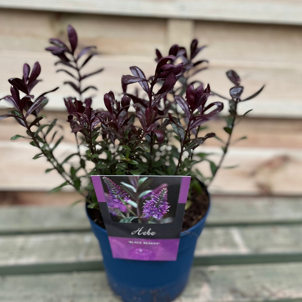 A Hebe &#39;Black Beauty&#39; 2L potted evergreen shrub with dark purple leaves and a label featuring its purple flowers, displayed on a wooden surface with a wooden background.
