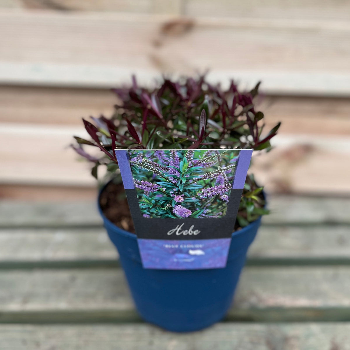 Hebe &#39;Blue Clouds&#39; 2L