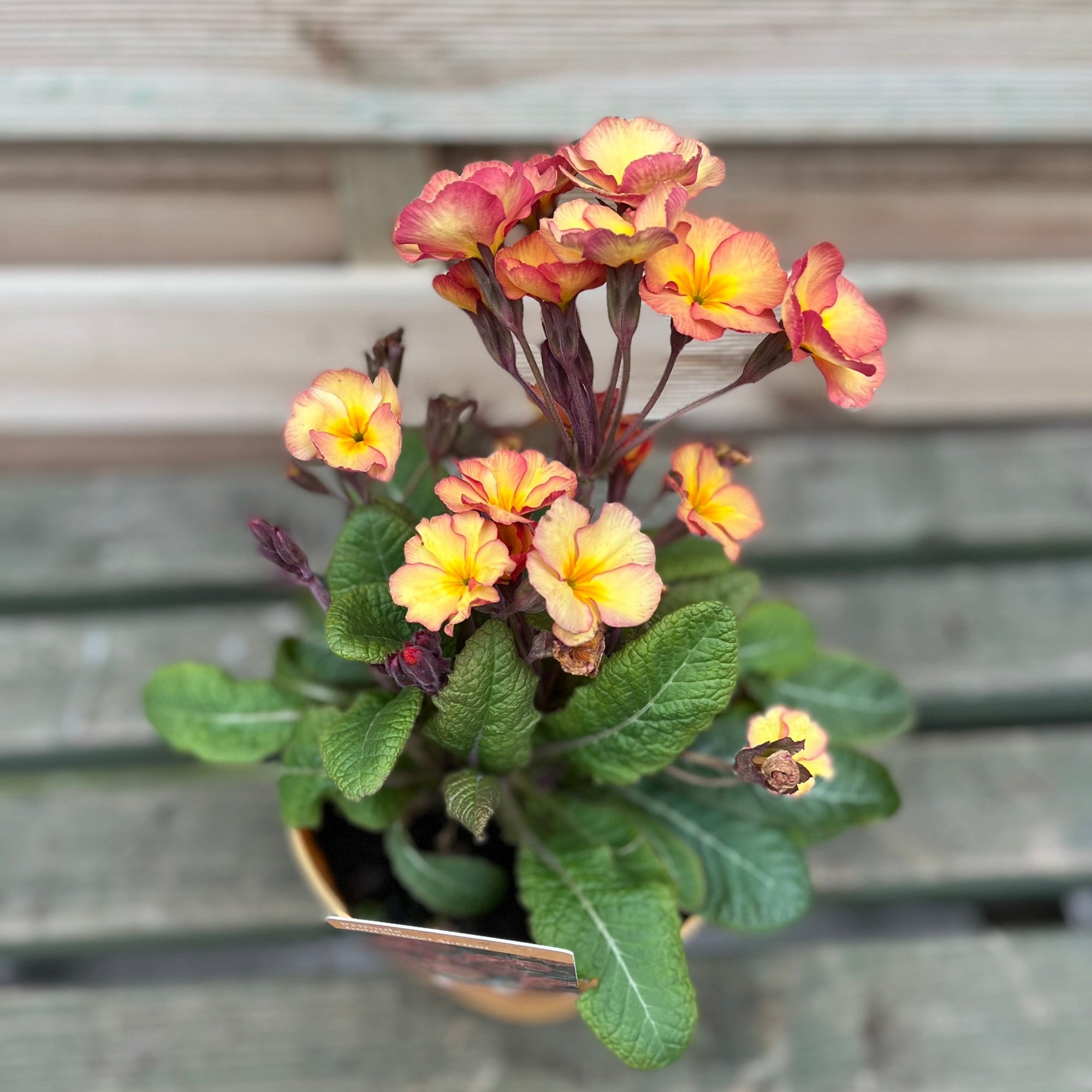 Primula 'Golden Nugget' 2L