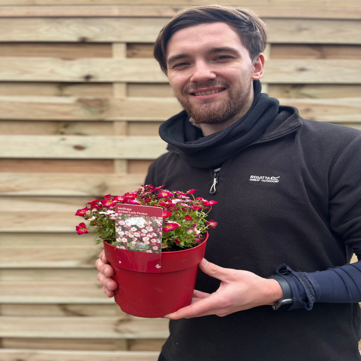 Saxifraga Alpino Early Picotee 2L