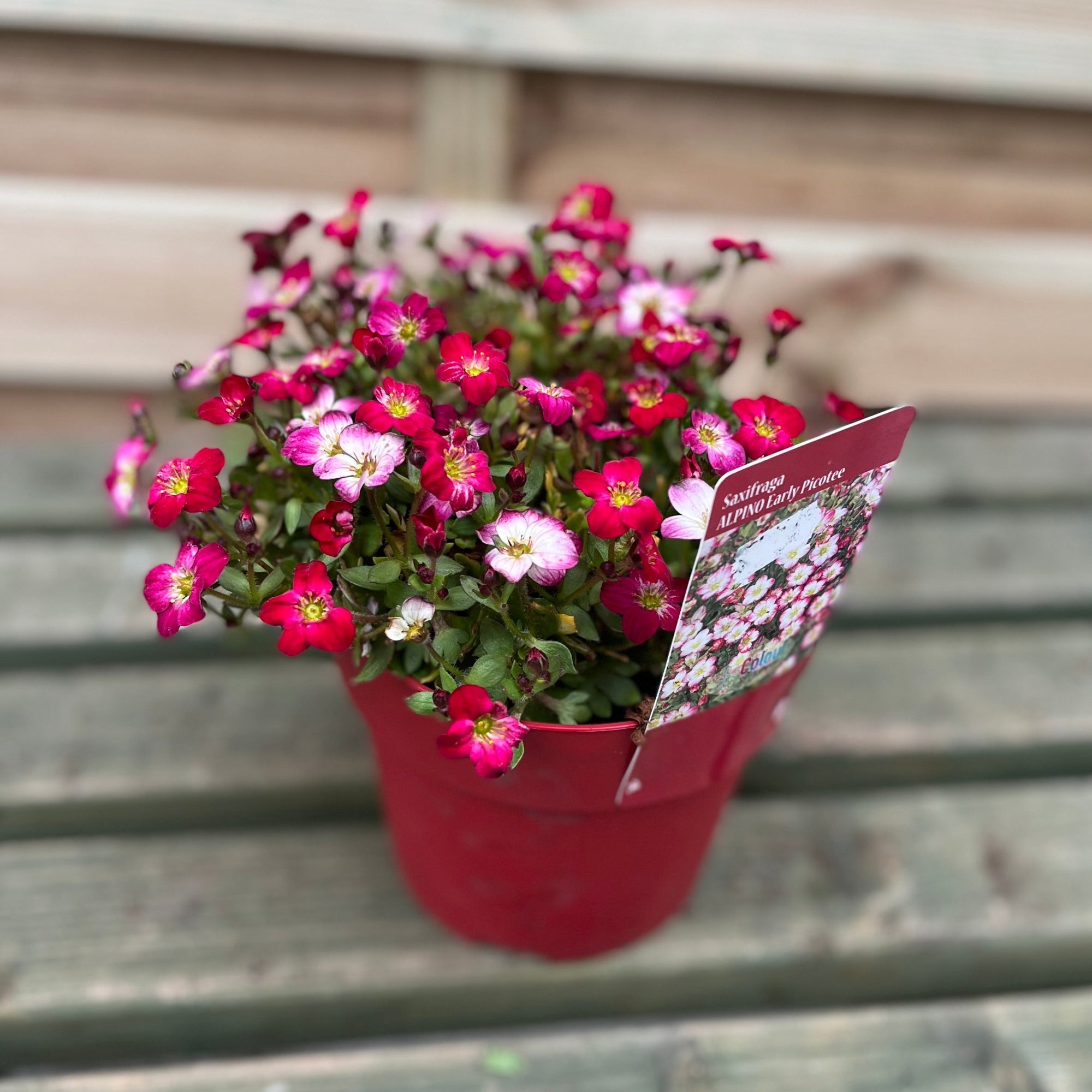 Saxifraga Alpino Early Picotee 2L