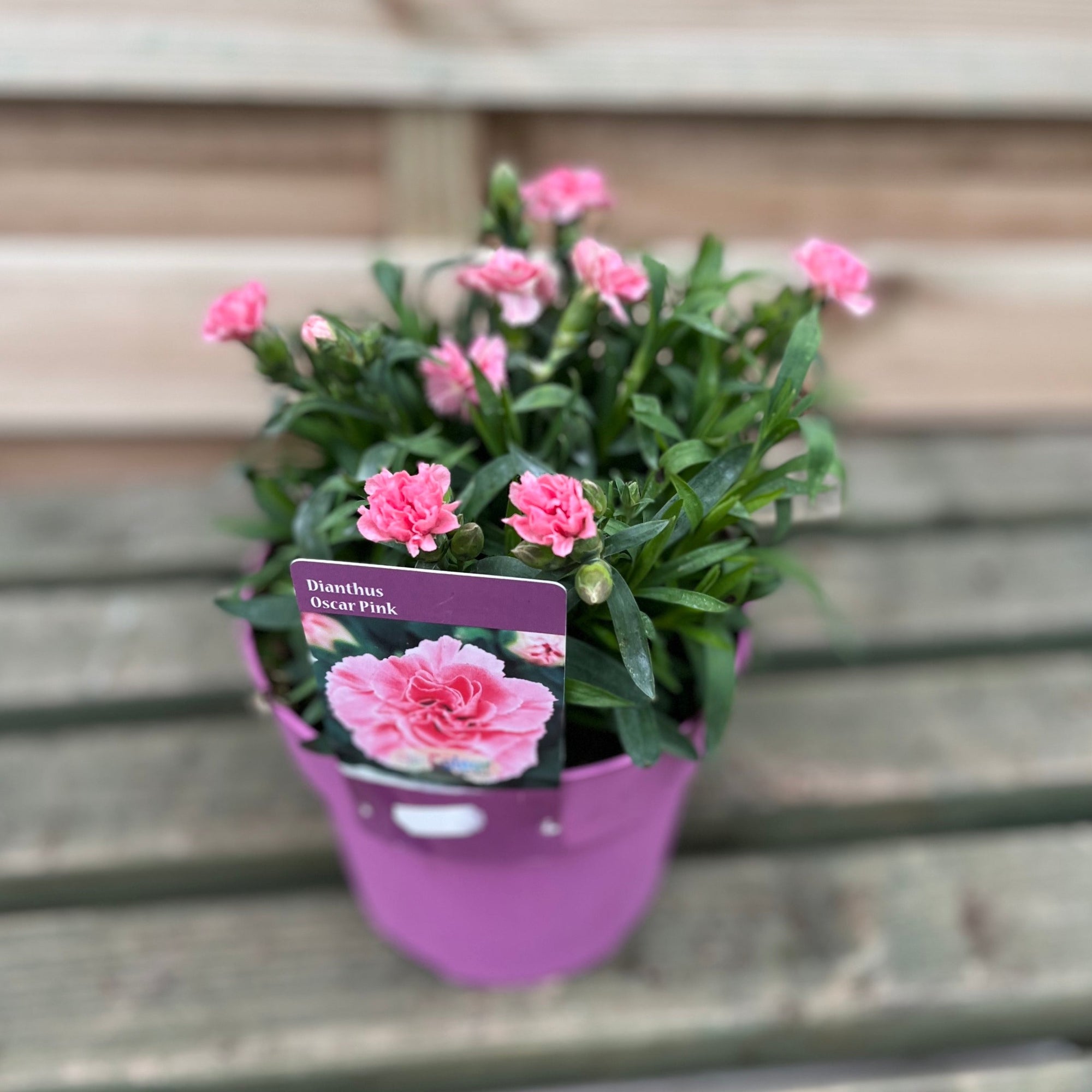 Dianthus 'Oscar Pink'