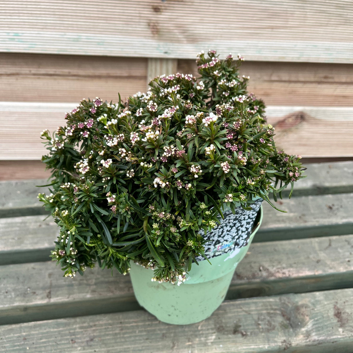 The Iberis sempervirens &#39;Fishbeck&#39; 2L, an evergreen perennial with dark green leaves and clusters of white and pink flowers, sits on a wooden bench against a wooden wall.