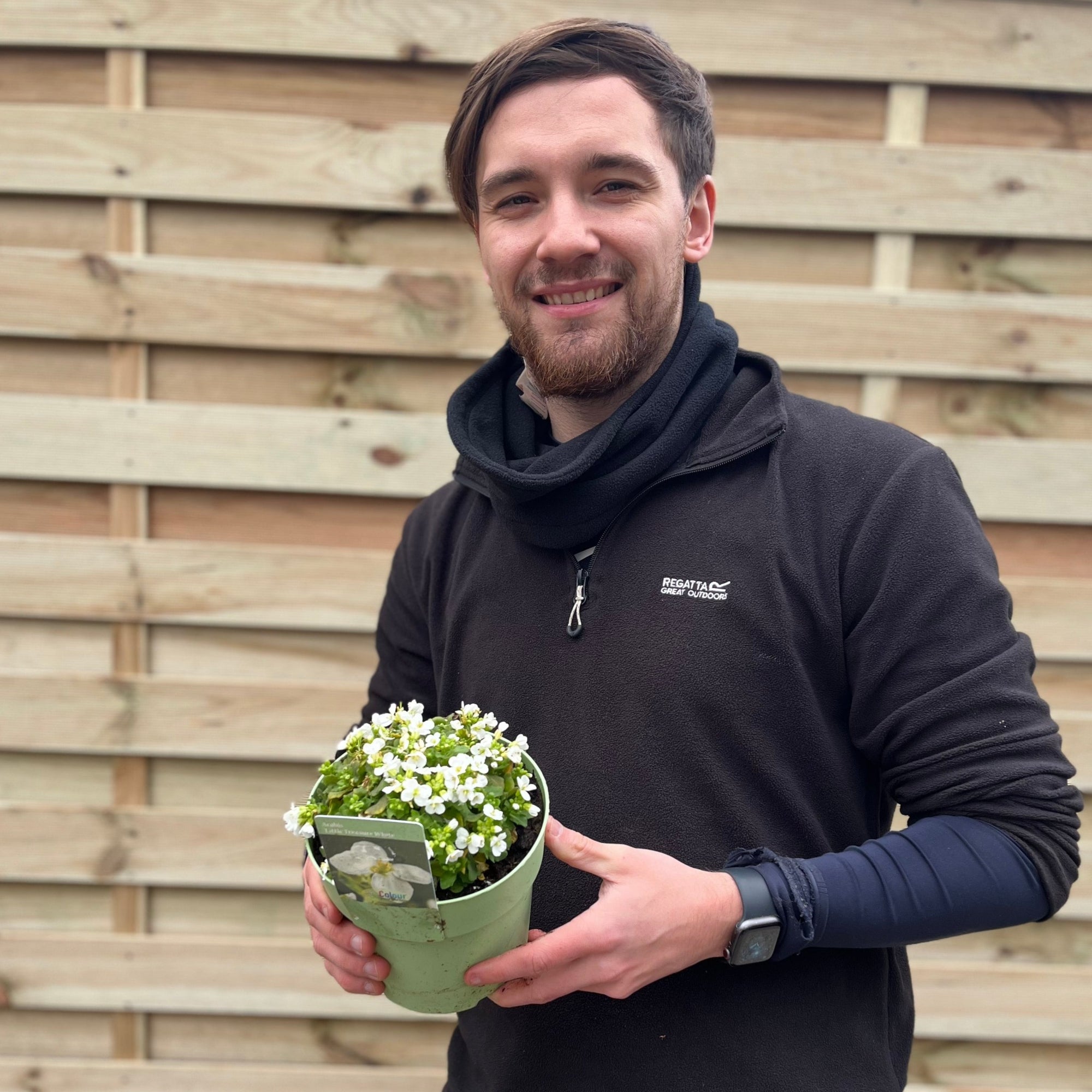 Arabis 'Little Treasure White' 2L