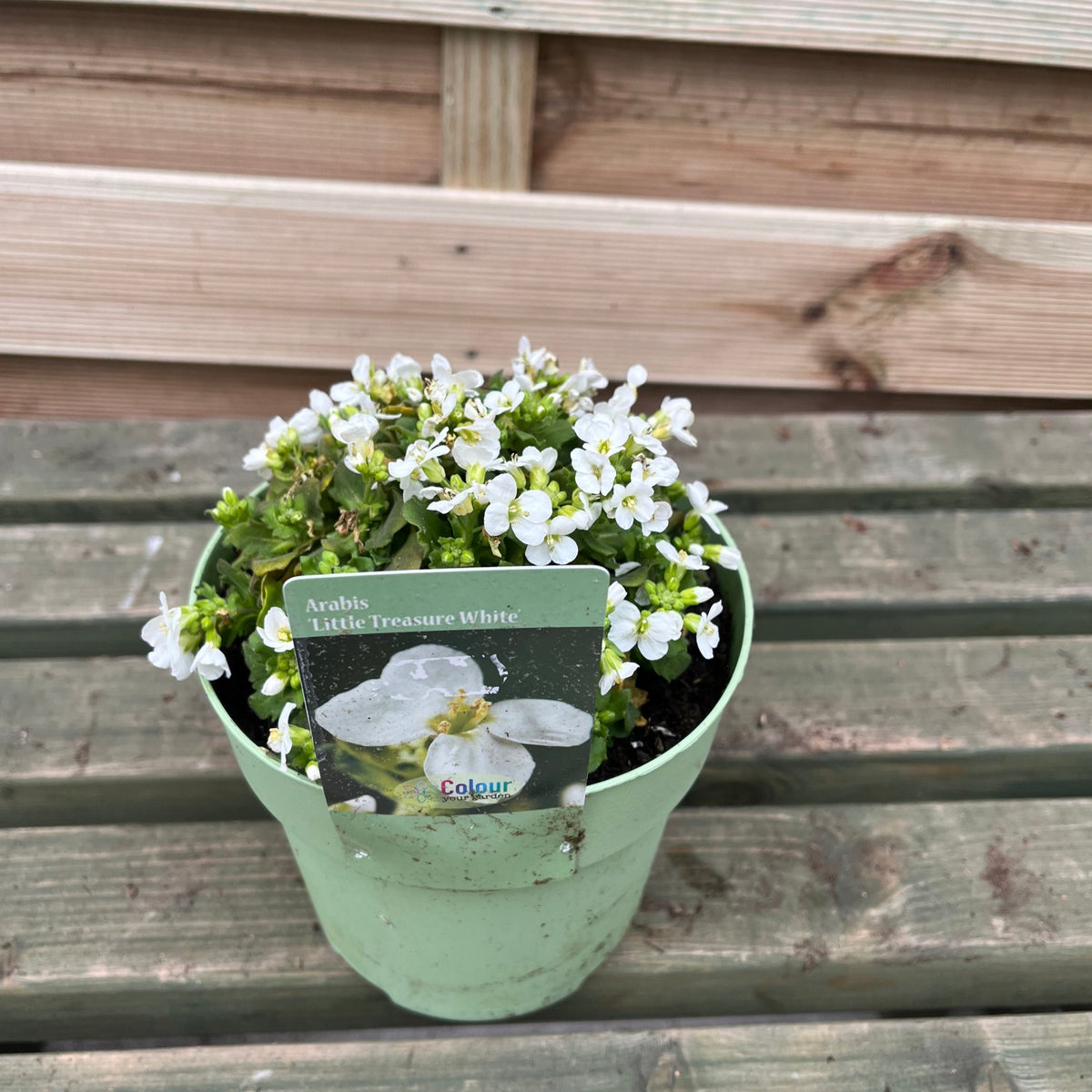 A 2L pot of Arabis &#39;Little Treasure White&#39;, an evergreen perennial with tiny white flowers, sits on a weathered wooden surface against a wooden fence—ideal for rock gardens.