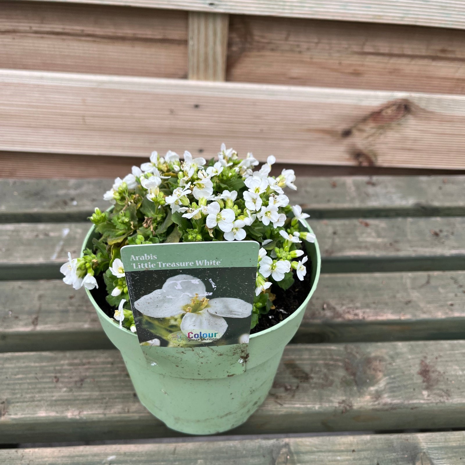 A 2L pot of Arabis 'Little Treasure White', an evergreen perennial with tiny white flowers, sits on a weathered wooden surface against a wooden fence—ideal for rock gardens.