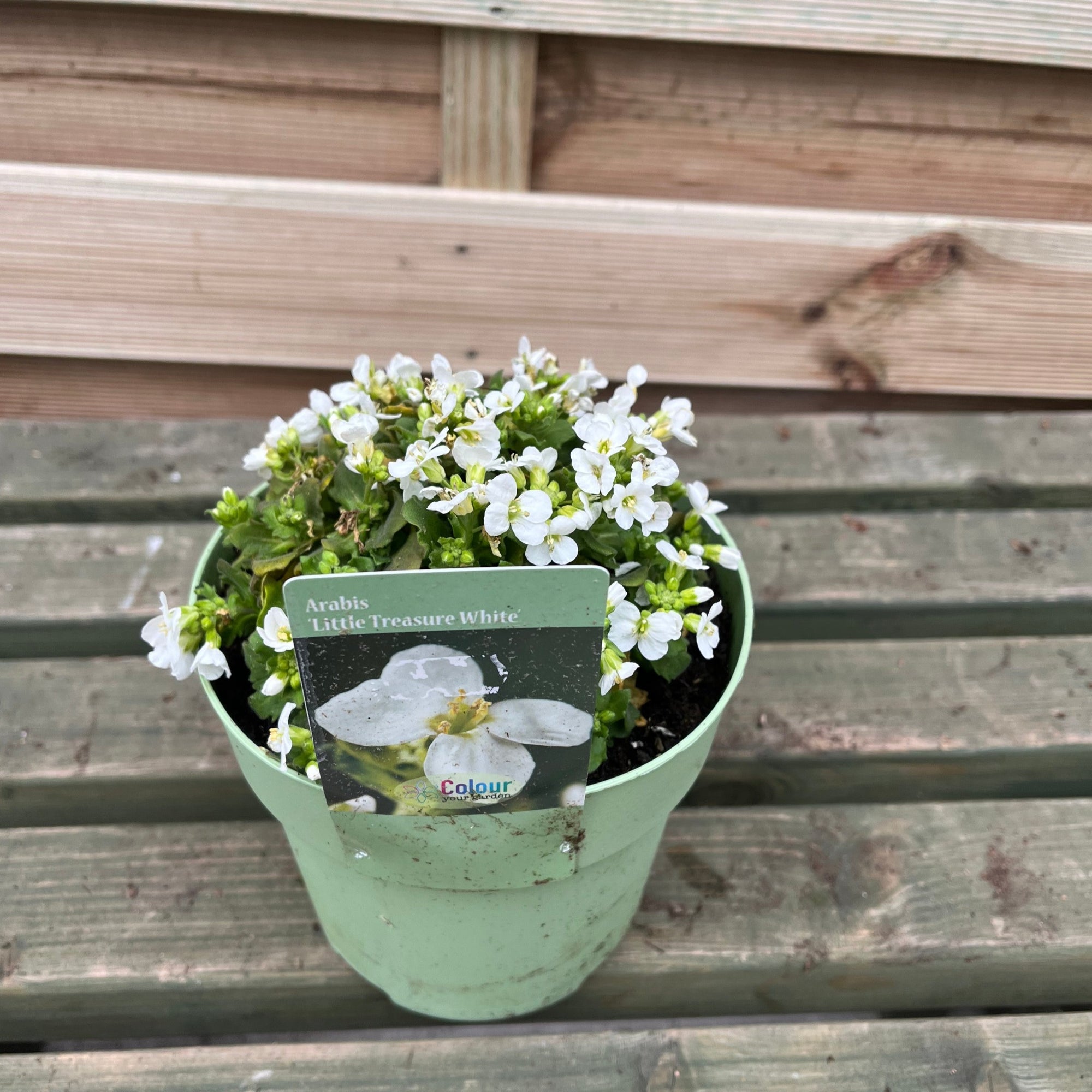 Arabis 'Little Treasure White' 2L