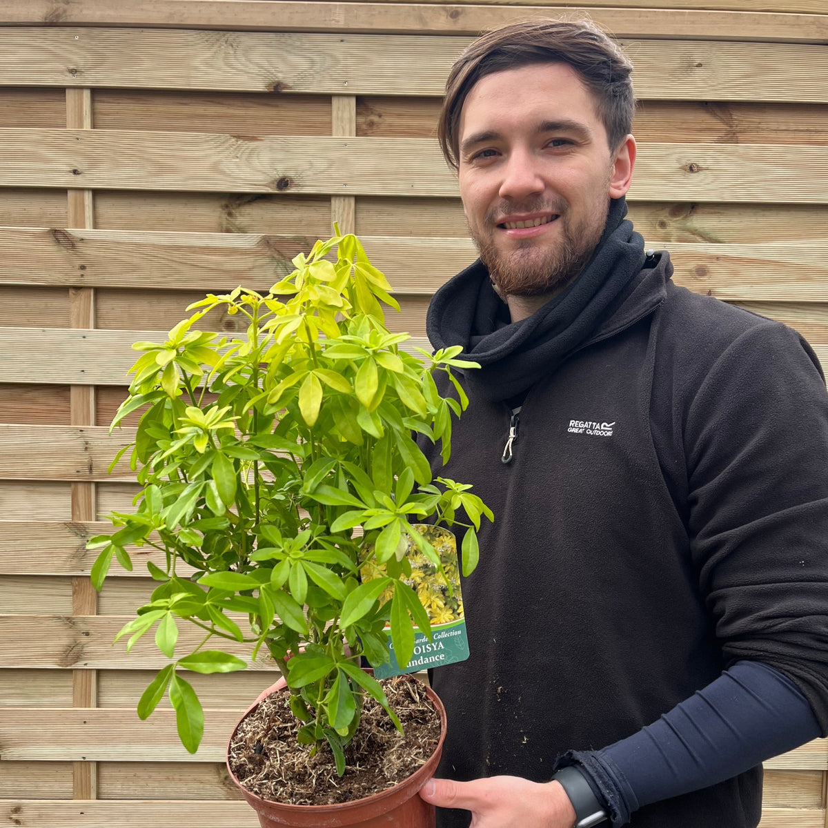 A person wearing a black jacket stands outdoors in front of a wooden fence, holding a Choisya ternata Sundance - Brica/Lich 9cm-5L shrub and smiling at the camera.