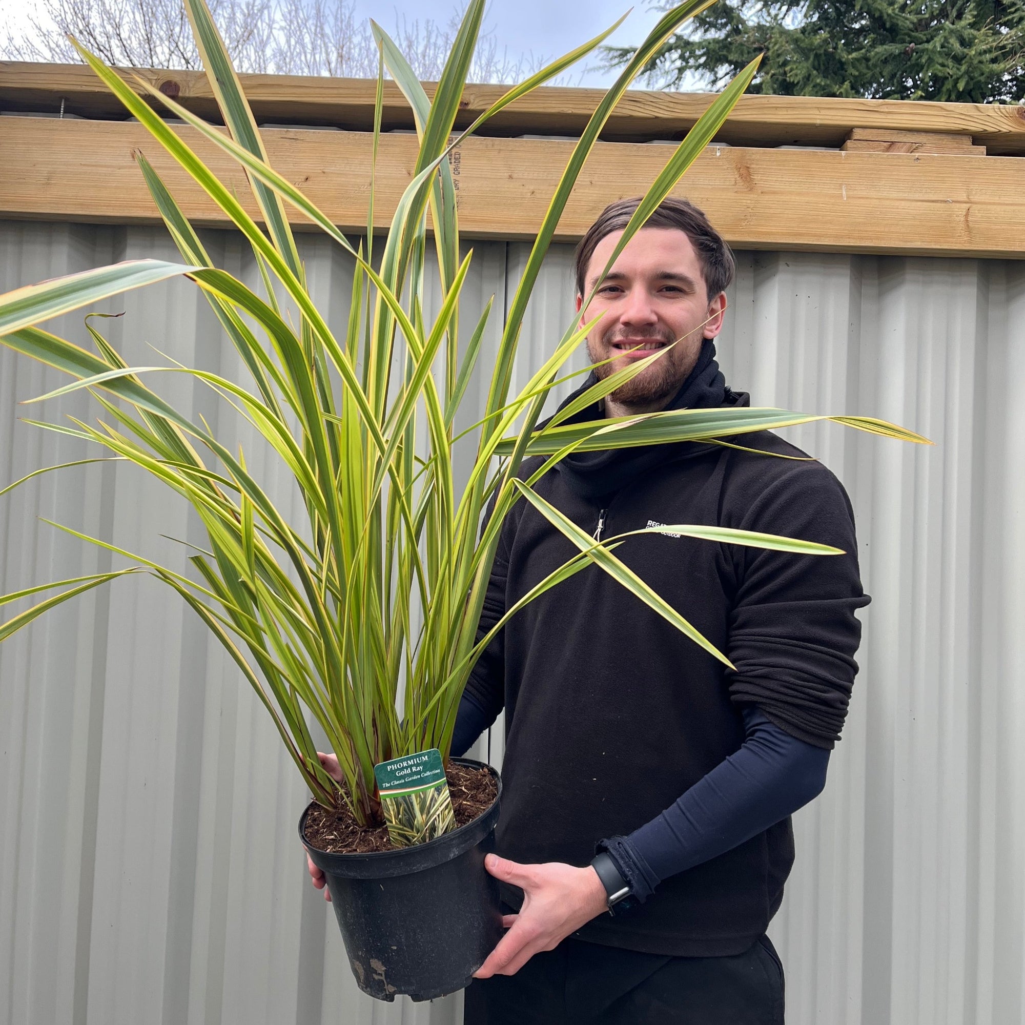 Phormium 'Gold Ray' 50-60cm