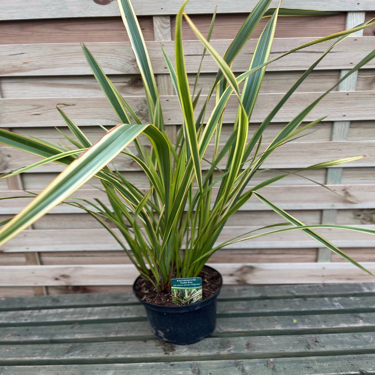 Phormium &#39;Gold Ray&#39; 9cm / 2L