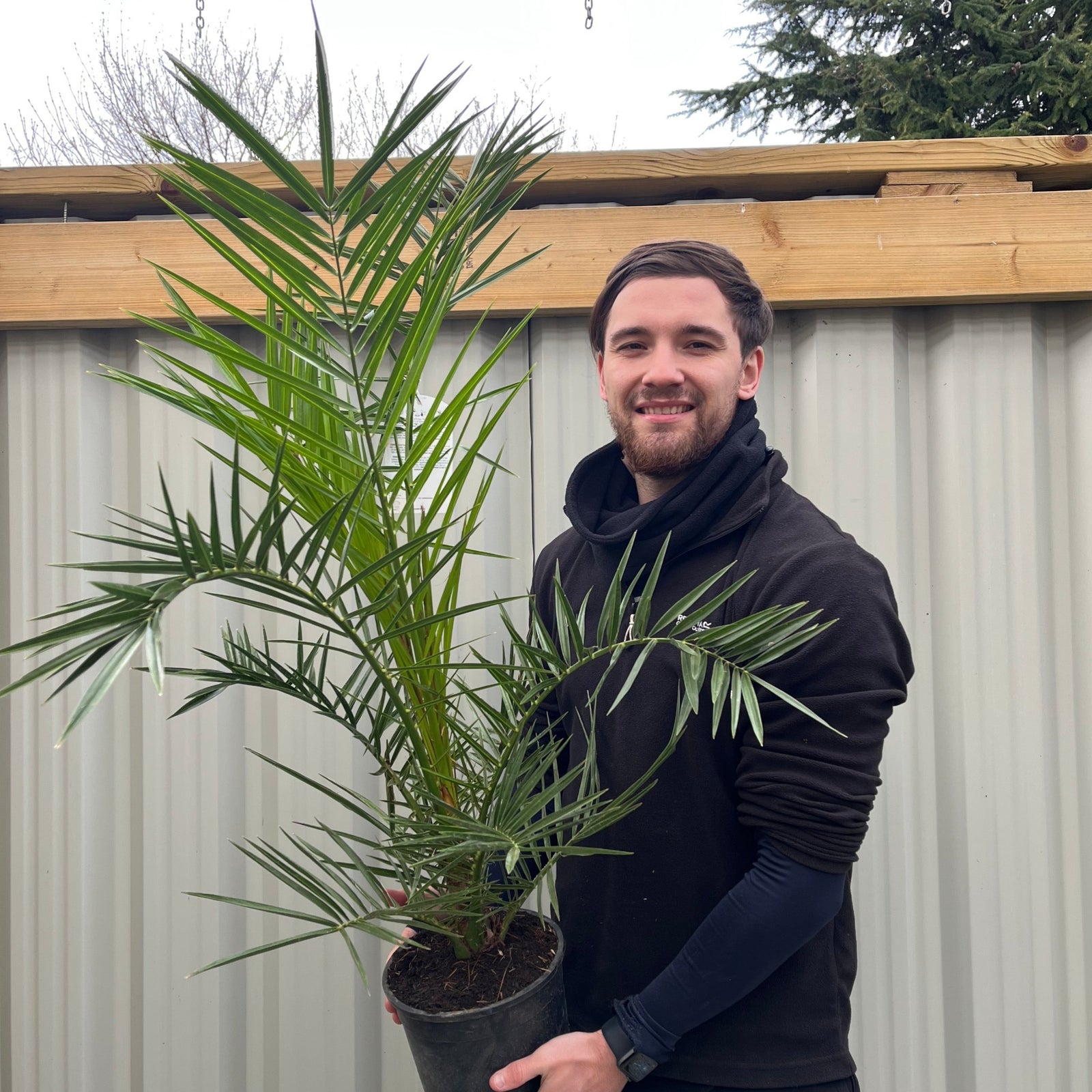 A bearded man in a black hoodie stands outdoors, holding a Phoenix Palm (Phoenix canariensis 'Canary Island Date Palm' 60-70cm / 70-80cm) in front of a corrugated metal fence and wooden structure, with trees in the background.