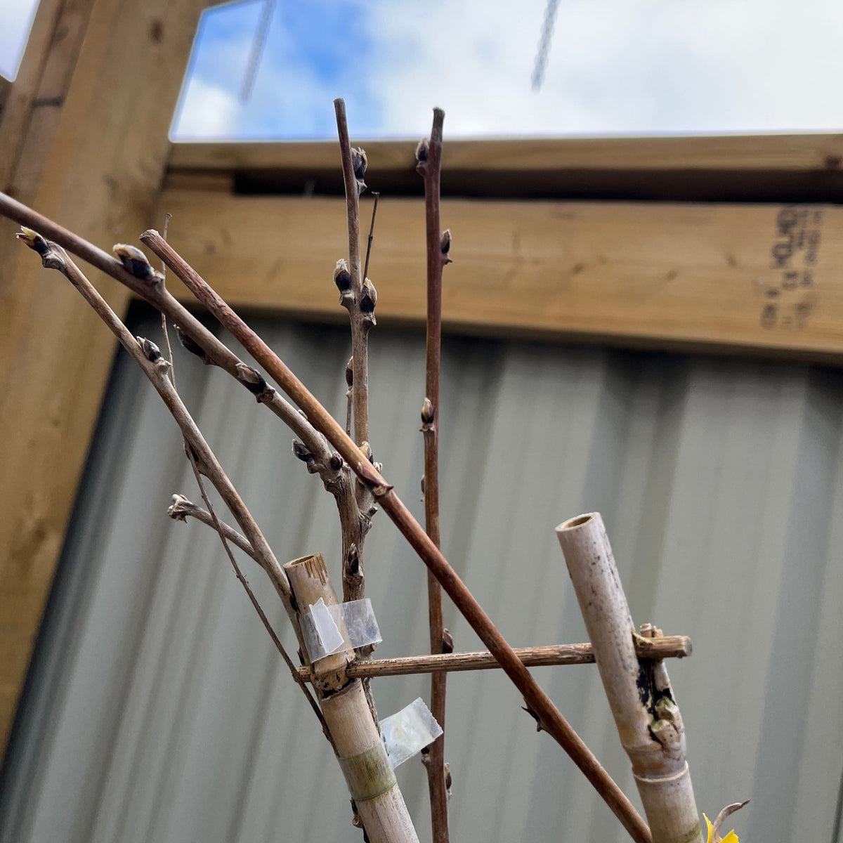 Wisteria floribunda &#39;Rosea&#39; on Frame 1M 4L