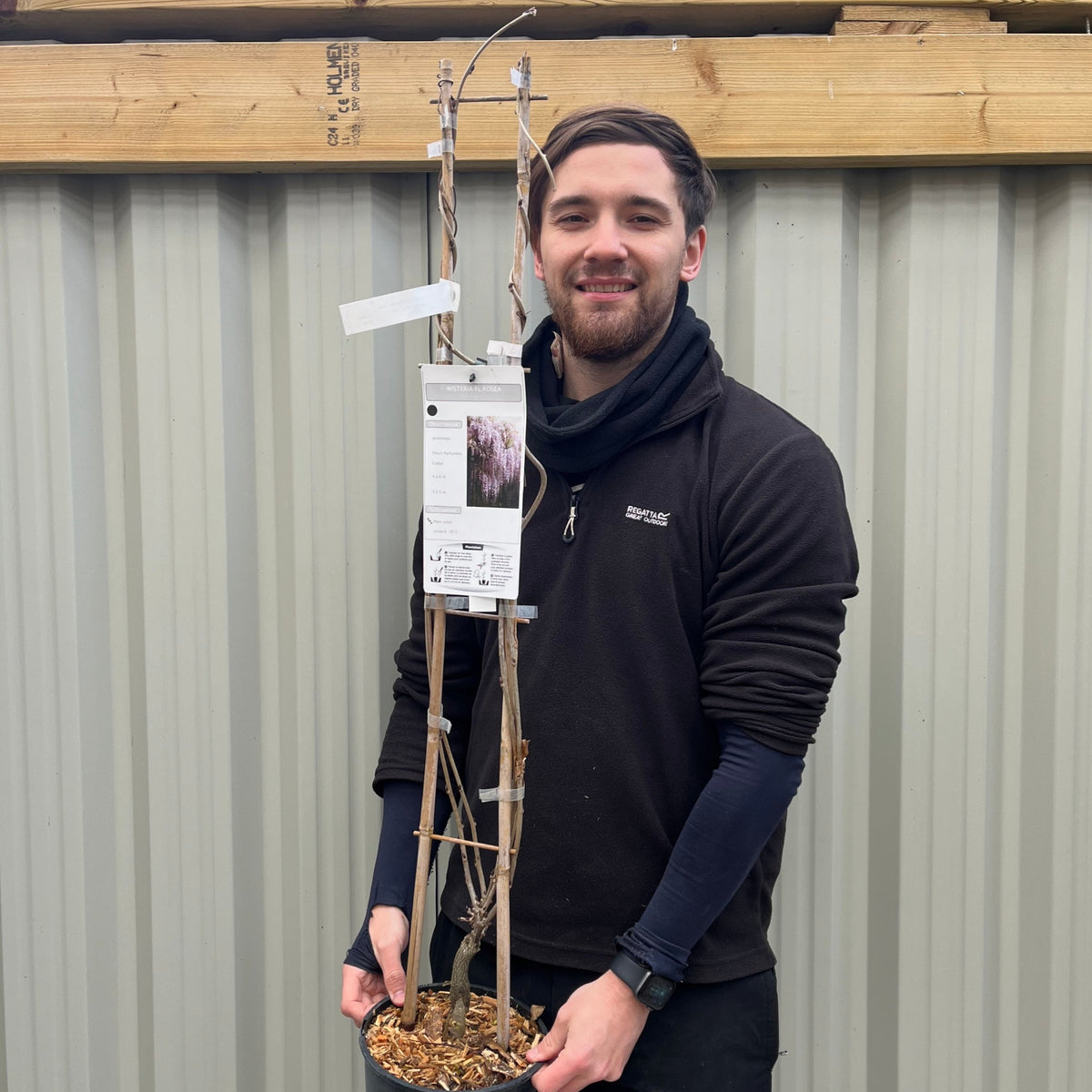 Wisteria floribunda &#39;Rosea&#39; on Frame 1M 4L