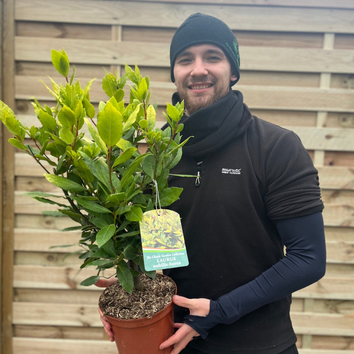 Laurus nobilis Aurea (Golden Bay) 5L 70cm