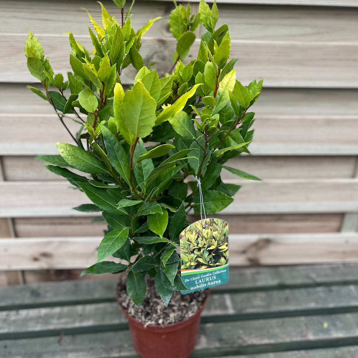 Laurus nobilis Aurea (Golden Bay) 5L 70cm