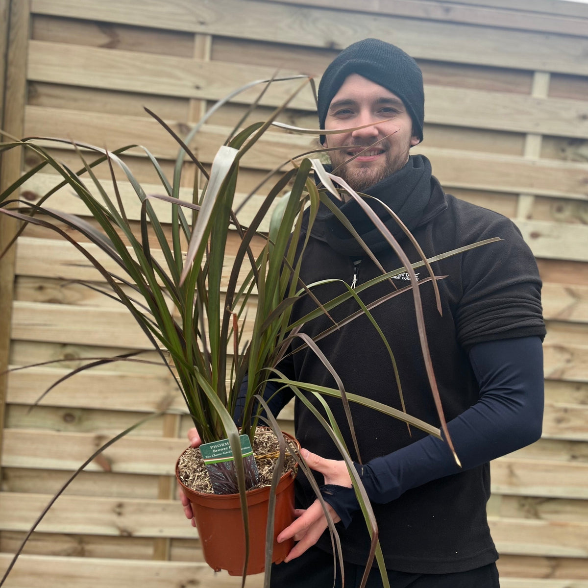 Phormium &#39;Bronze Baby&#39; 9cm / 2L