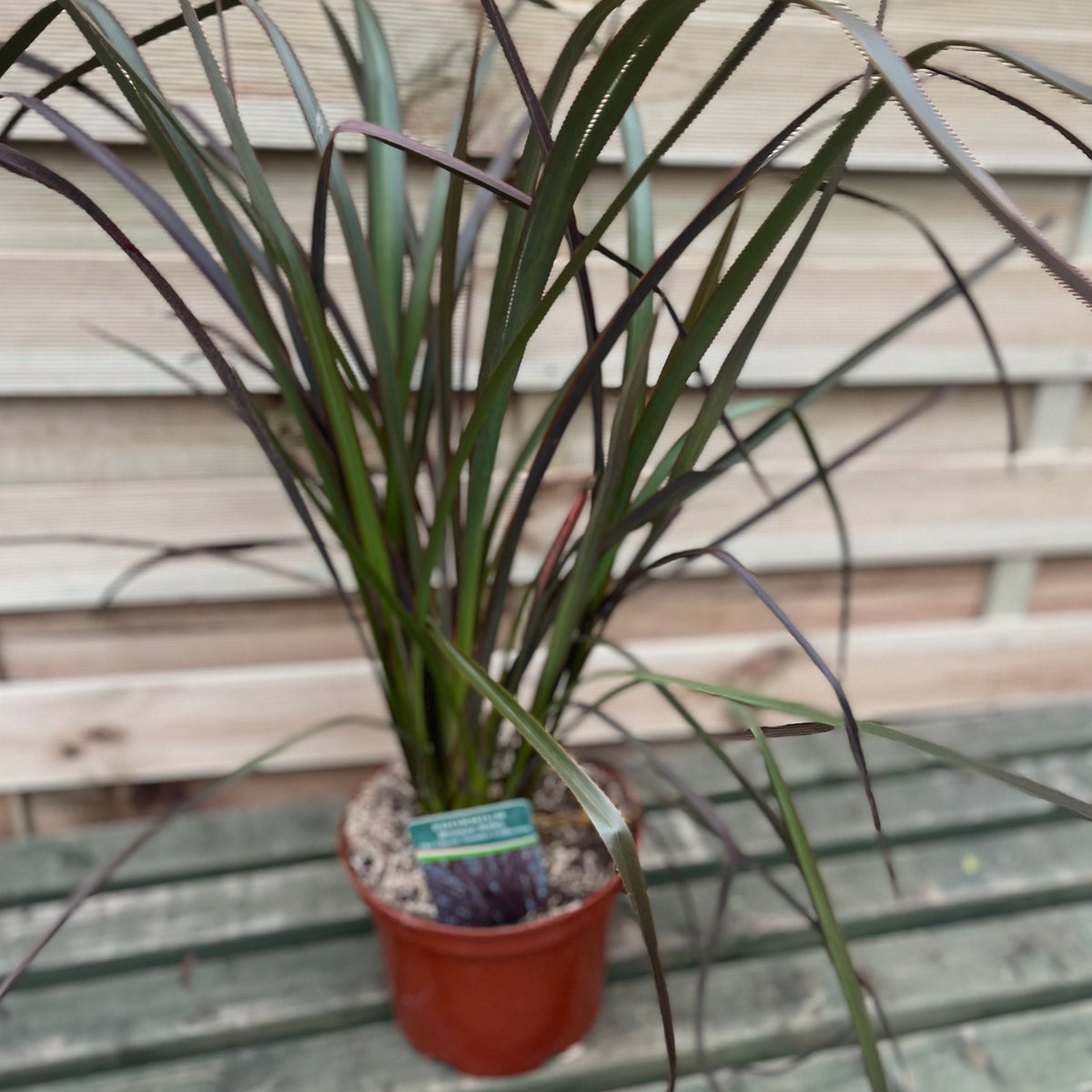 Phormium &#39;Bronze Baby&#39; 9cm / 2L