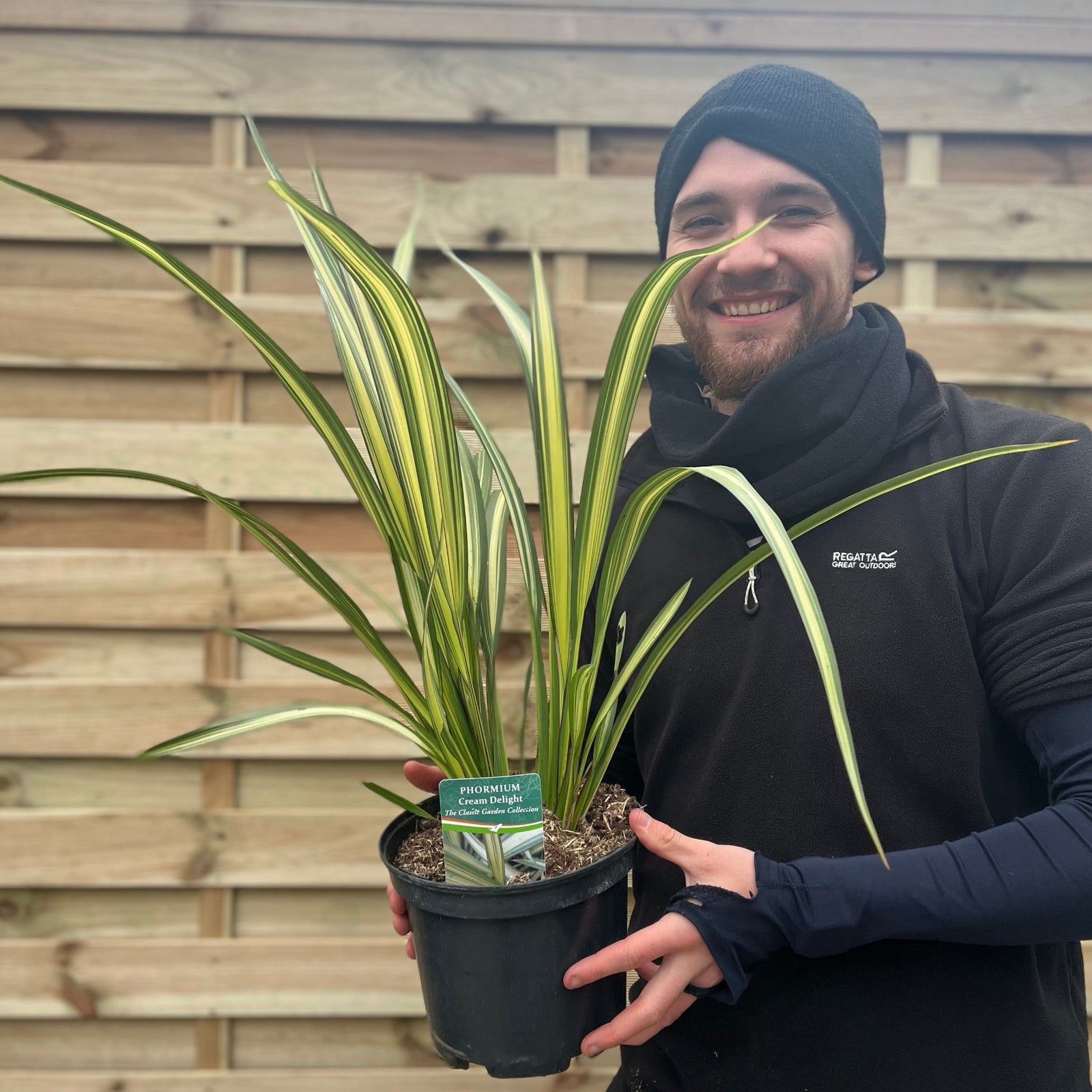 A bearded man in a black and neon green shirt smiles while holding a large Phormium 'Cream Delight' 60-70cm outdoors, in front of a wooden and metal structure.