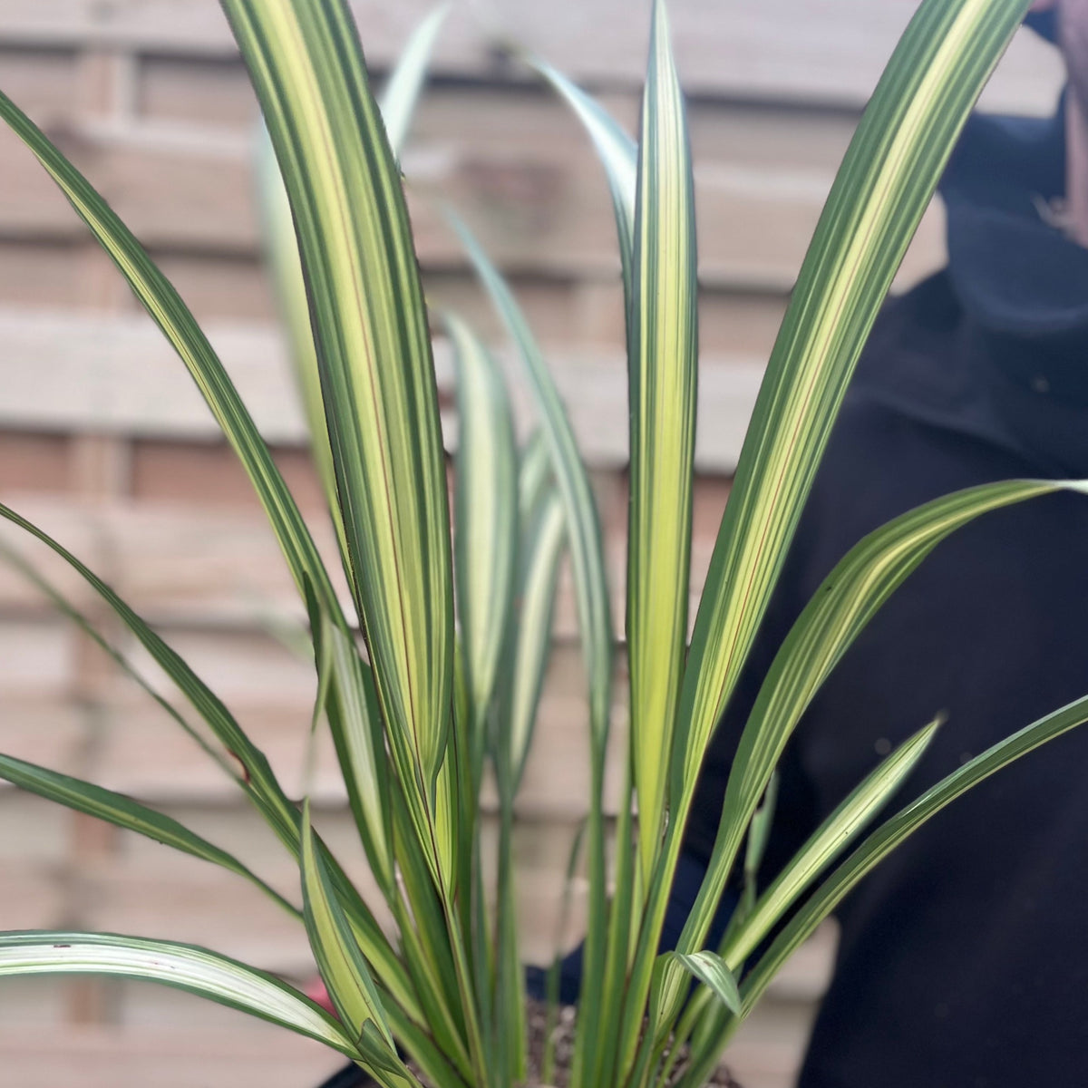 A person in a black jacket holds a Phormium &#39;Cream Delight&#39; 60-70cm, an evergreen shrub with long, striped leaves, in front of a wooden fence.