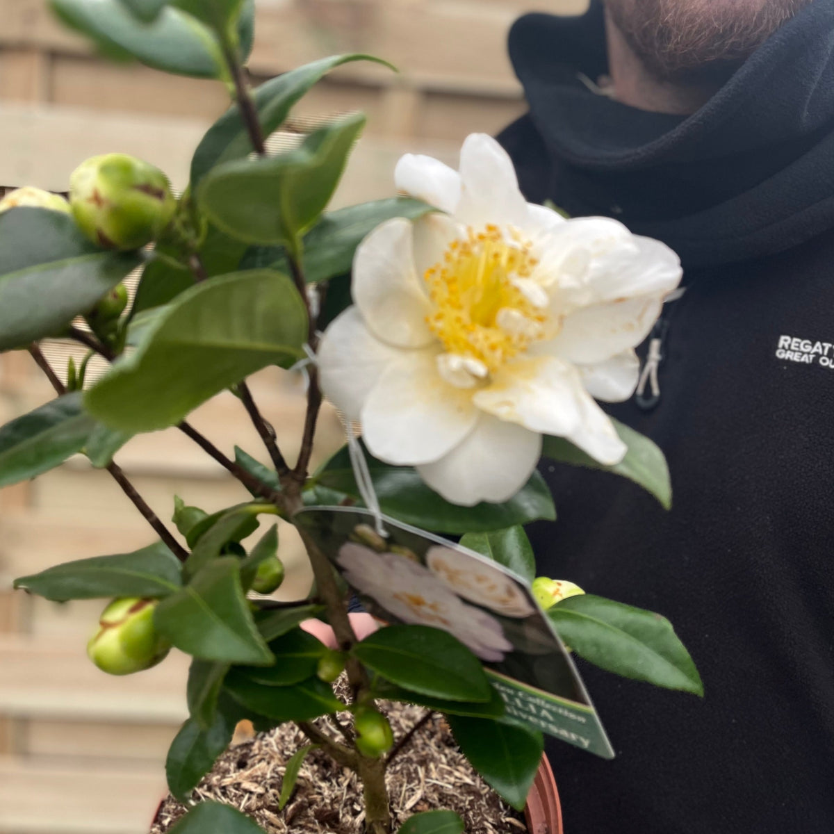 A person in a black jacket holds a Camellia japonica &#39;Silver Anniversary&#39; 9cm/3L, a potted evergreen shrub with green leaves and a large white flower with yellow stamens, several buds, and a tag showing an image of white flowers.